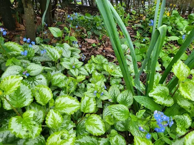 palette vegetale sous boisée