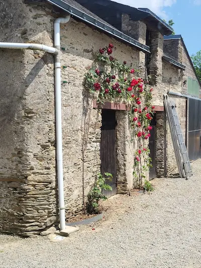 palissage de rosiers grimpants